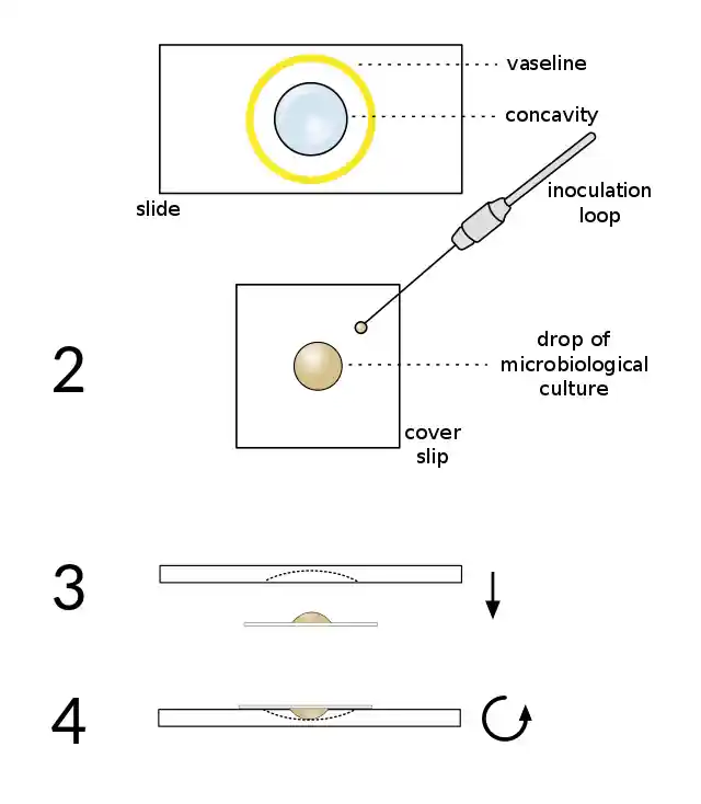 An Overview Of Hanging Drop Technique For Analysing Bacterial Cultures